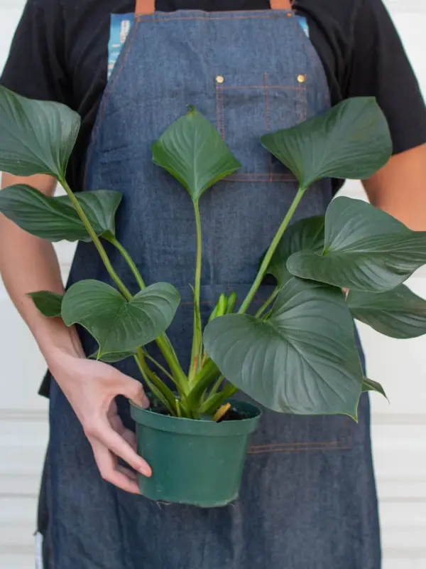 Homalomena 'Emerald Gem' — additional view
