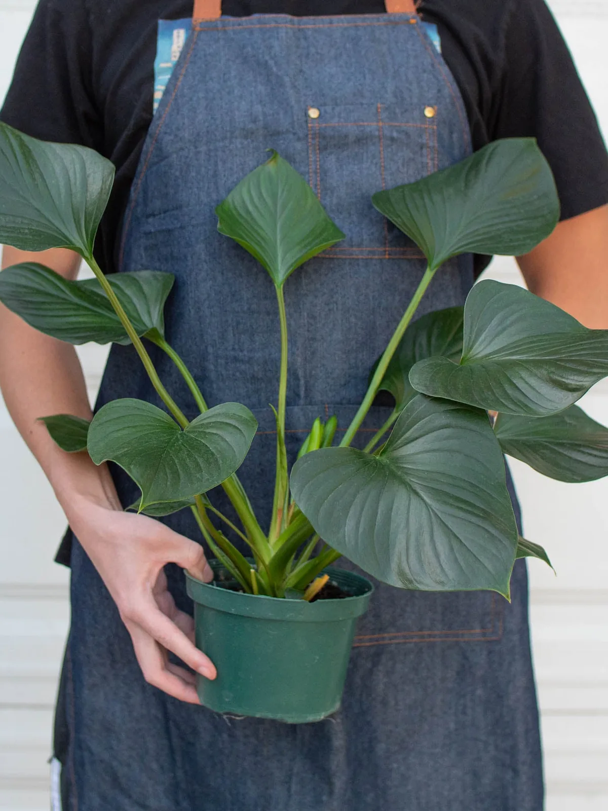 Homalomena 