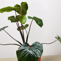 Homalomena 'Emerald Gem' — additional view