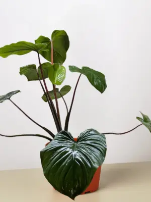 Homalomena 'Emerald Gem' — additional view