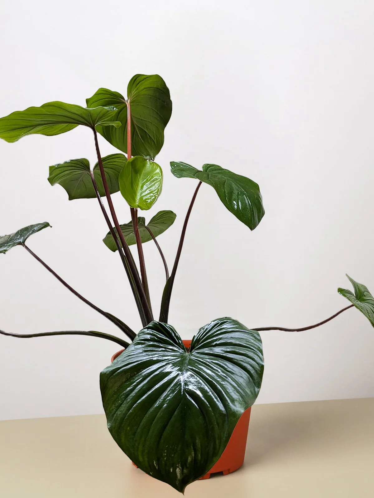 Homalomena 