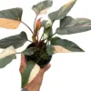 Homalomena Pink Diamond houseplant