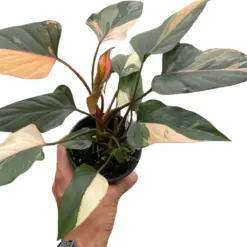 Homalomena Pink Diamond houseplant