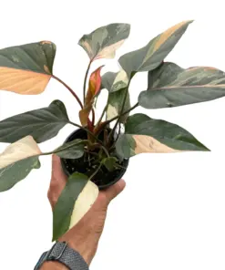 Homalomena Pink Diamond houseplant