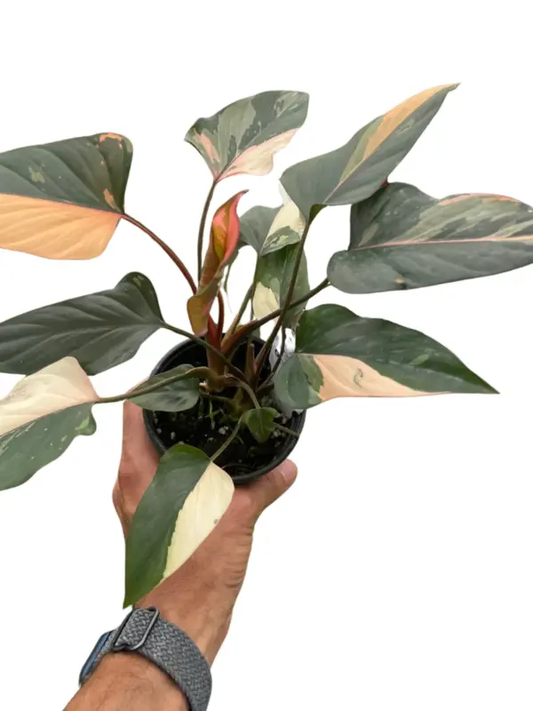 Homalomena Pink Diamond houseplant