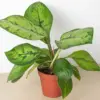 Homalomena 'Selby' houseplant