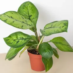 Homalomena 'Selby' houseplant