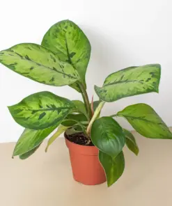 Homalomena 'Selby' houseplant