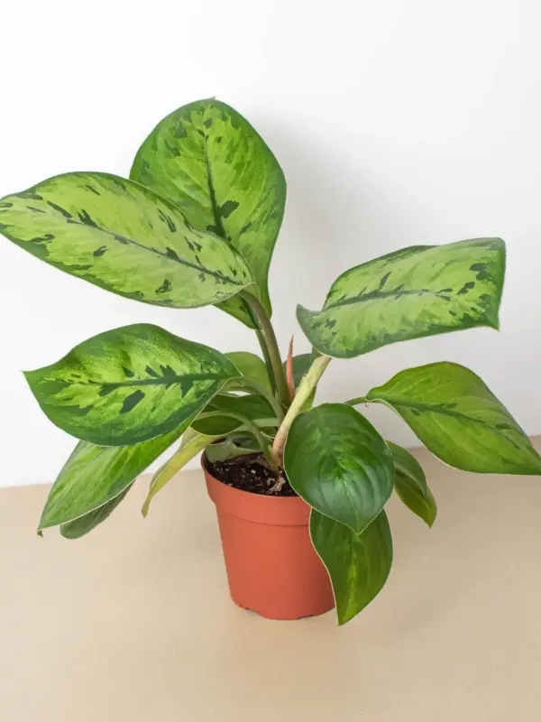 Homalomena 'Selby' houseplant