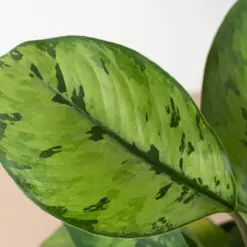 Homalomena 'Selby' — additional view