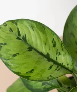 Homalomena 'Selby' — additional view