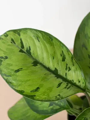 Homalomena 'Selby' — additional view