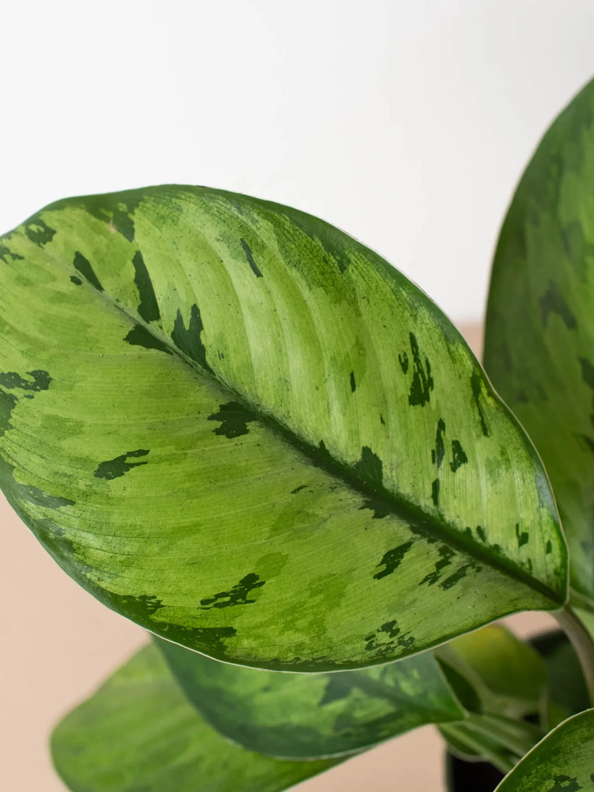 Homalomena 