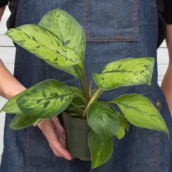 Homalomena 'Selby' — additional view