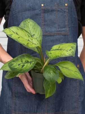 Homalomena 'Selby' — additional view