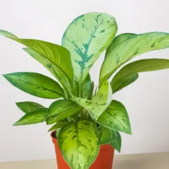 Homalomena 'Selby' — additional view