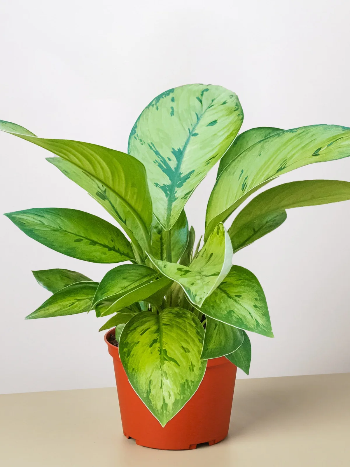 Homalomena 