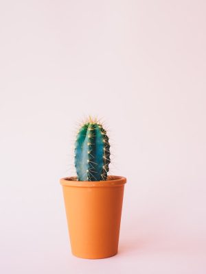 Green leafy houseplant