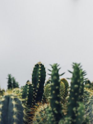 Succulent collection
