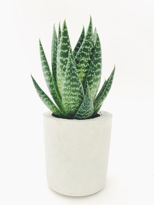 Tropical houseplant