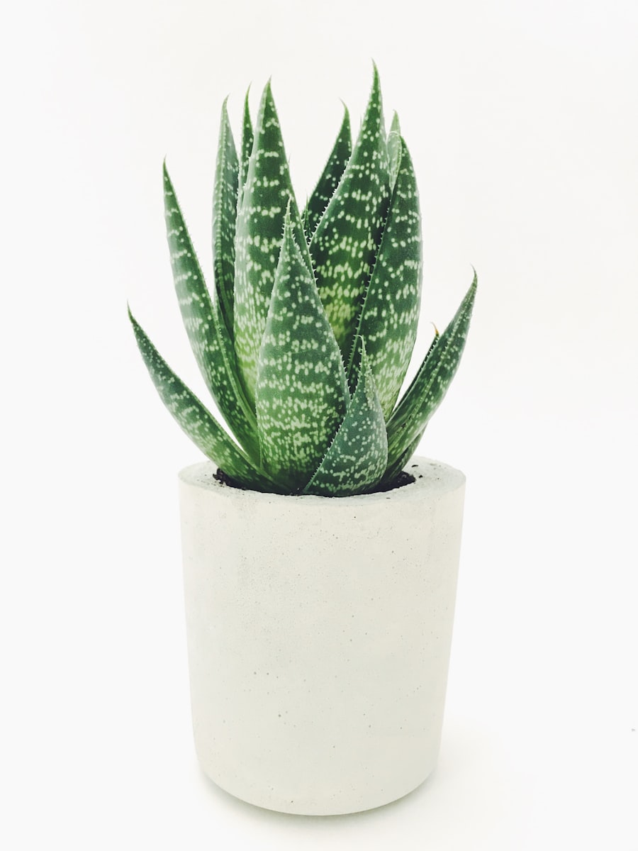 Tropical houseplant