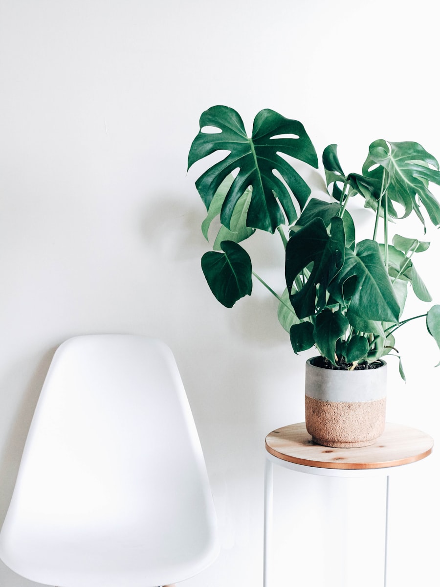 Indoor plant in pot