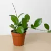 Hoya 'Australis' houseplant