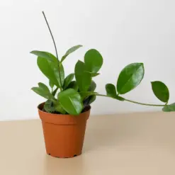 Hoya 'Australis' houseplant
