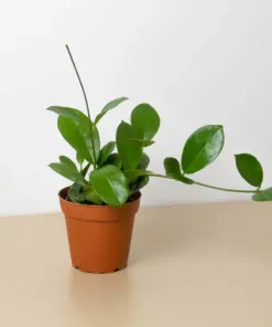 Hoya 'Australis' houseplant