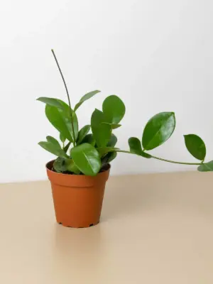 Hoya 'Australis' houseplant