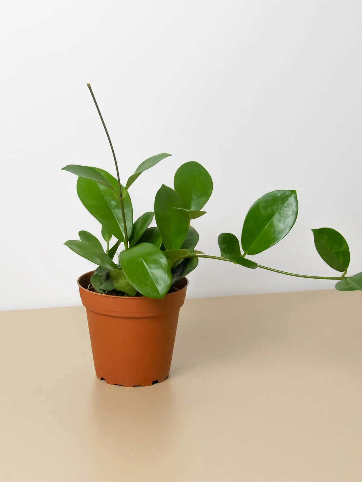 Hoya 