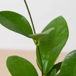 Hoya 'Australis' — additional view