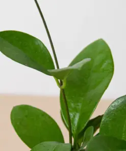 Hoya 'Australis' — additional view