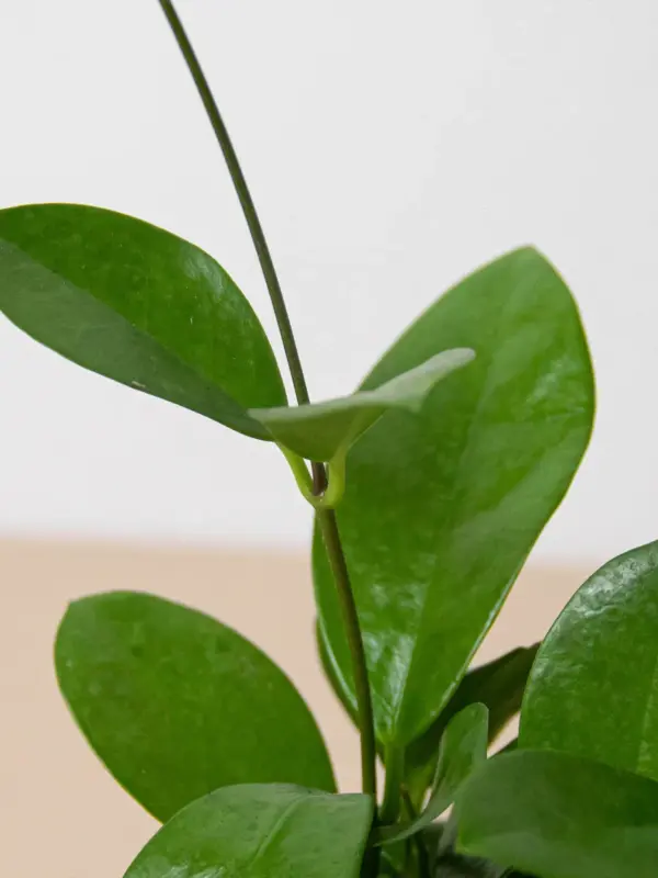 Hoya 'Australis' — additional view