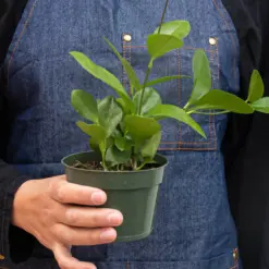 Hoya 'Australis' — additional view