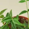 Hoya Bella houseplant