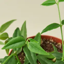 Hoya Bella houseplant