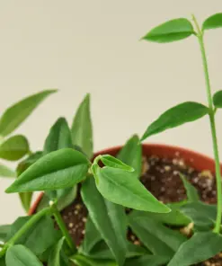 Hoya Bella houseplant