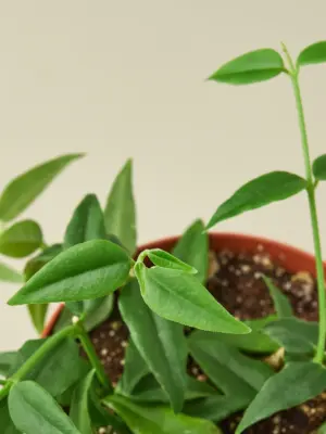 Hoya Bella houseplant