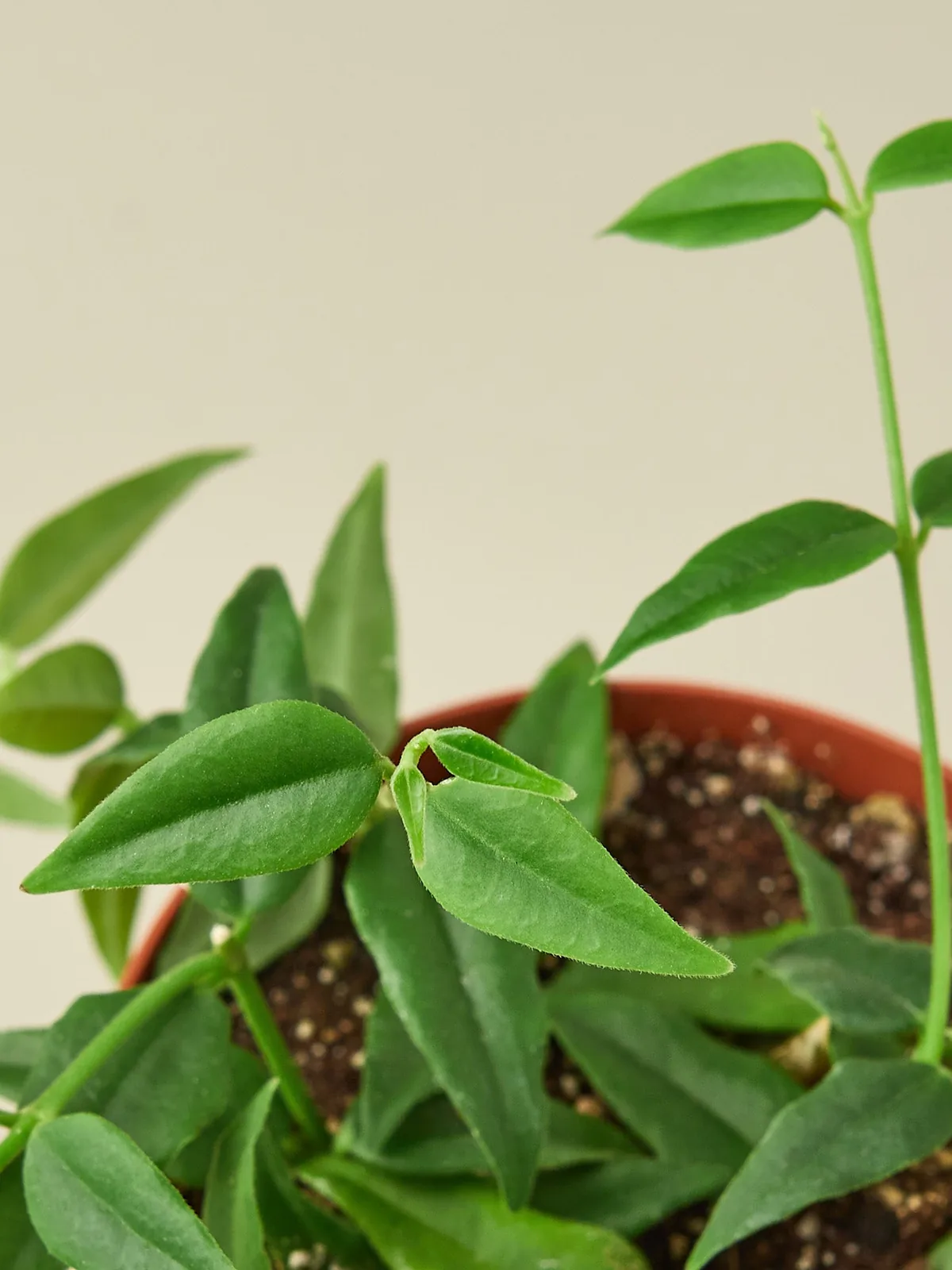 Hoya Bella houseplant