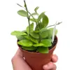 Hoya Bilobata houseplant