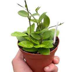 Hoya Bilobata houseplant