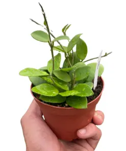 Hoya Bilobata houseplant