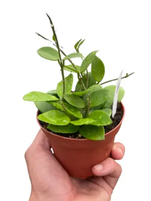 Hoya Bilobata houseplant