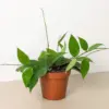 Hoya 'Black Margin' houseplant