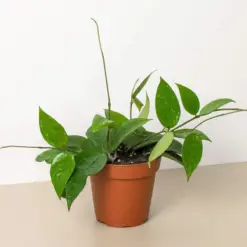 Hoya 'Black Margin' houseplant