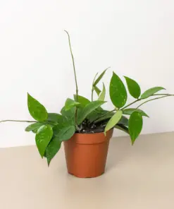 Hoya 'Black Margin' houseplant