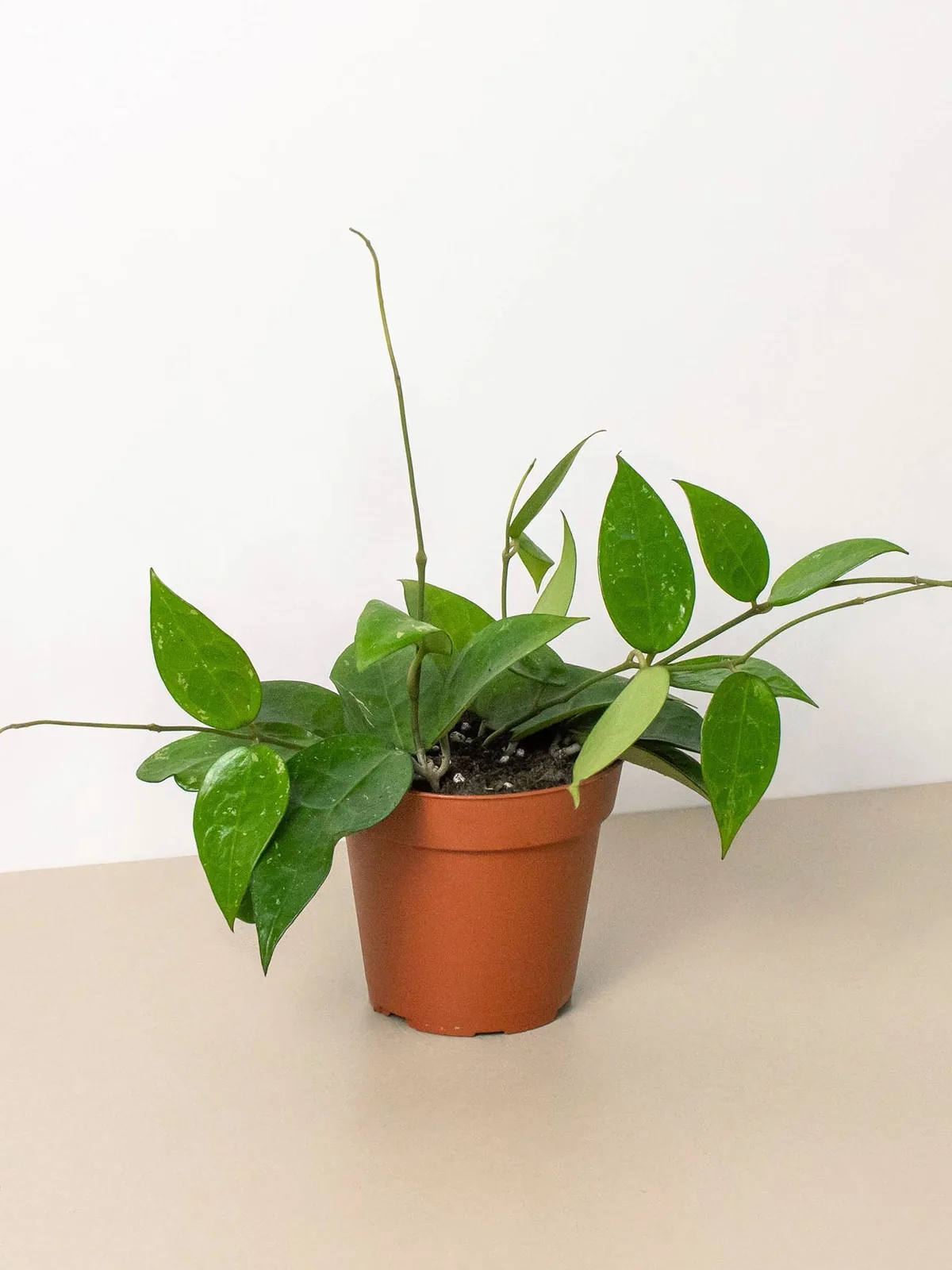 Hoya 