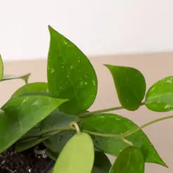 Hoya 'Black Margin' — additional view