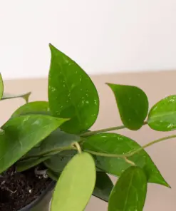 Hoya 'Black Margin' — additional view